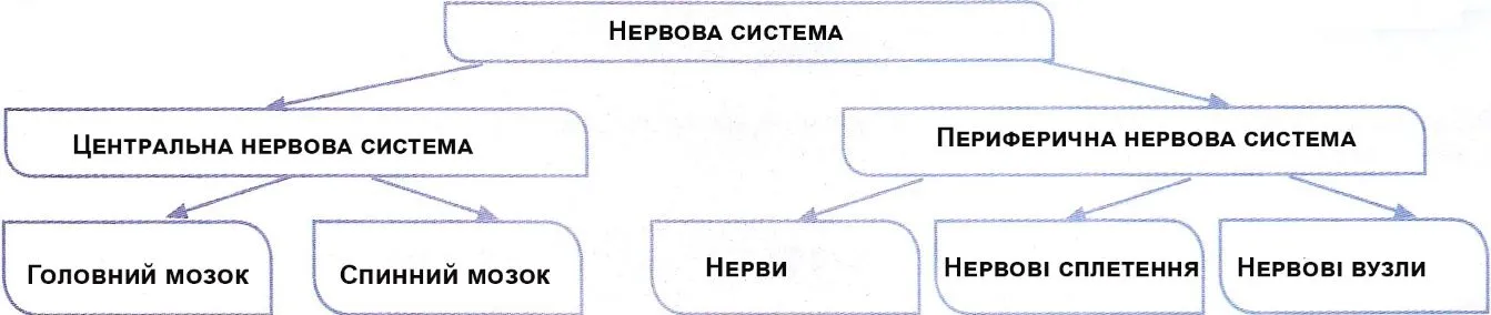 Будова нервової системи