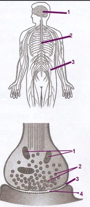 відділи нервової системи. Будову синапсу