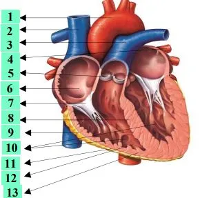 Серце людини. Тест-конструювання
