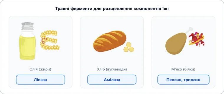 Травні ферменти для розщеплення компонентів їжі