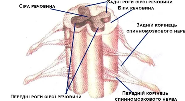 Підпишіть складові спинного мозку на малюнку