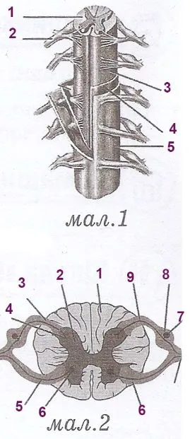 Зовнішня будова спинного мозку мал 1. Внутрішня будова спинного мозку мал. 2