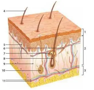 інфомалюнок «Будова шкіри»