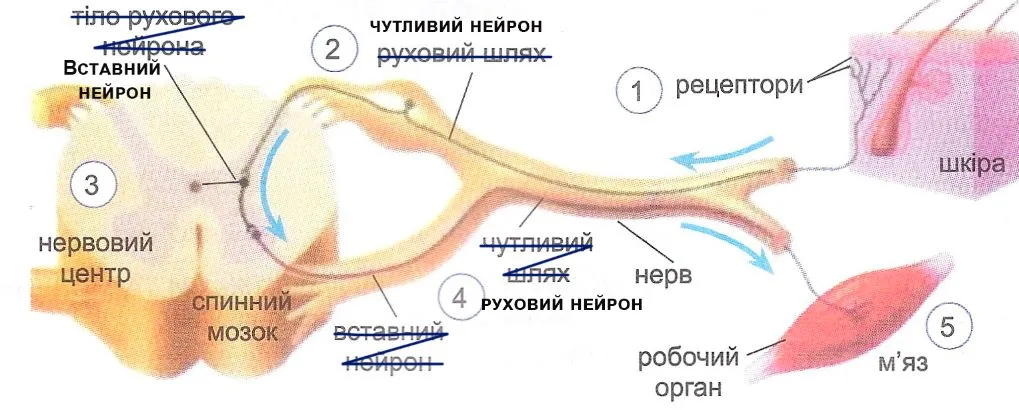 На малюнку рефлекторної дуги виправте помилки