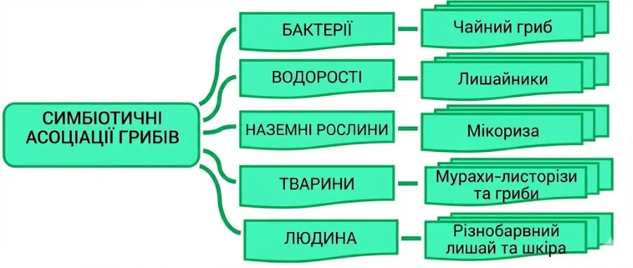 схема симбіотрофних асоціацій грибів
