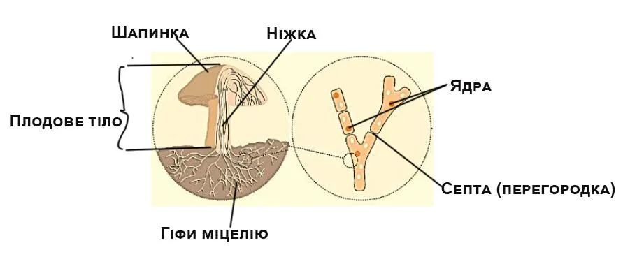 Будова шапинкових грибів
