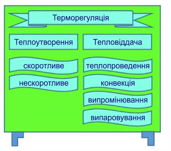 Конструює схему Терморегуляція