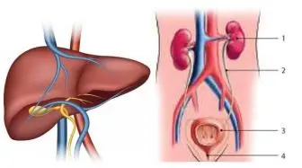 роль печінки та органів сечовиділення