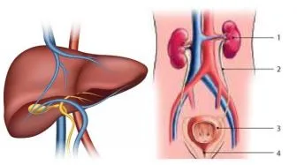 роль печінки та органів сечовиділення