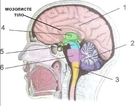 Будова нервової системи