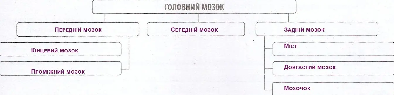 схема складові головного мозку