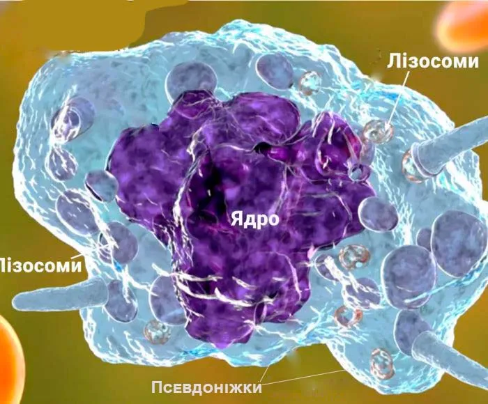 інфомалюнок Лейкоцити