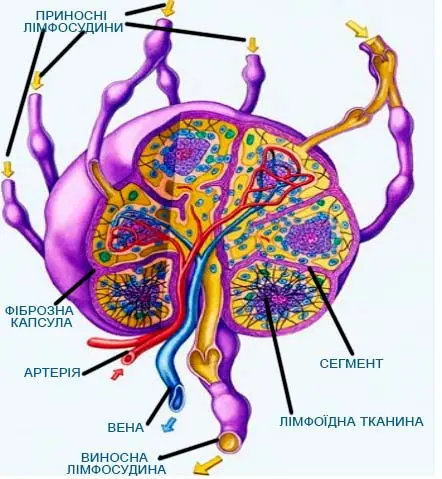 Інфомалюнок «Будова лімфовузла»