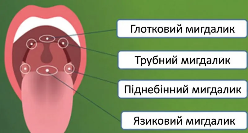Інфографіка «Мигдалики людини»