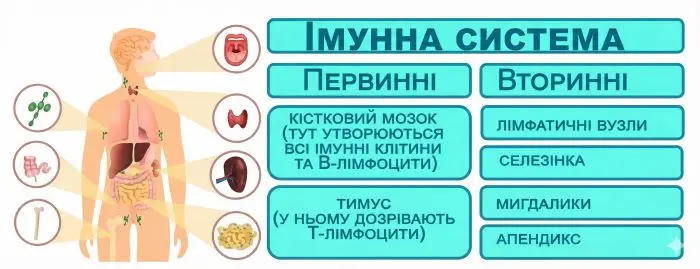 Схема «ІМУННА СИСТЕМА
