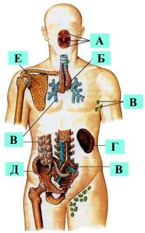 відповіднюю органи імунної системи людини (1-6) з їх позначеннями на ілюстрації (А-Е)