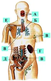 відповіднюю органи імунної системи людини (1-6) з їх позначеннями на ілюстрації (А-Е)