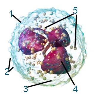 Позначає на схемі будови нейтрофіла