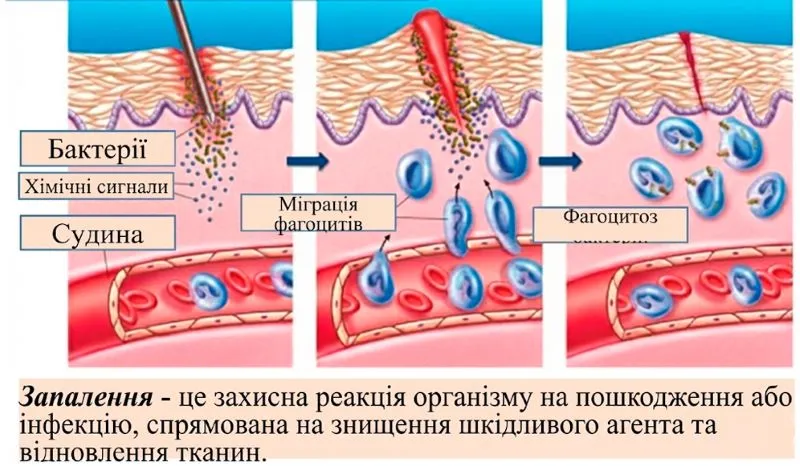 клітини-фагоцити