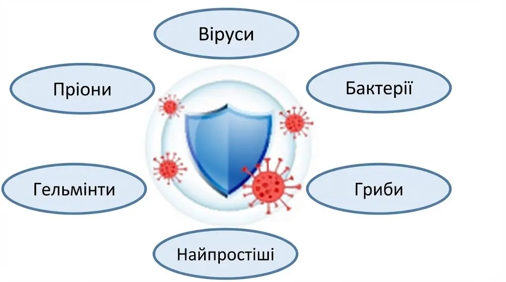Конструює схему бактерії, віруси, гриби, найпростіші тварини, гельмінти (паразитичні черви) та пріони