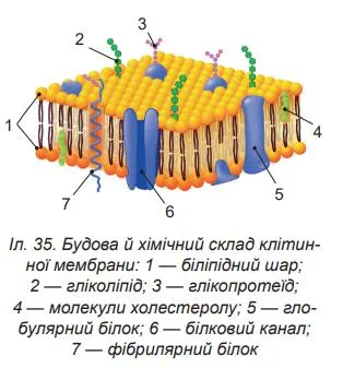 Будова й хімічний склад клітинної мембрани
