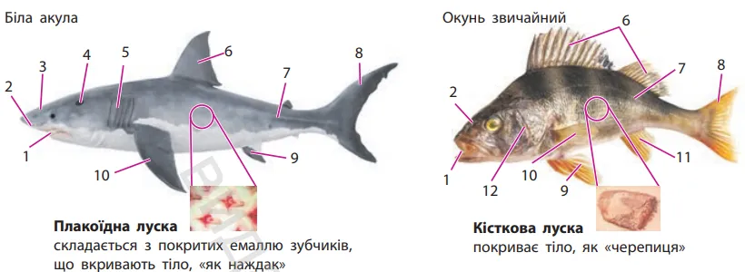 Порівняння зовнішньої будови хрящових (акула) і променеперих (окунь) риб