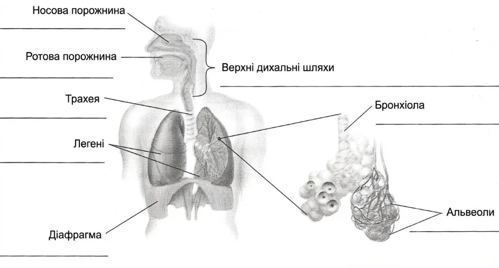 назви органів дихання українською мовою