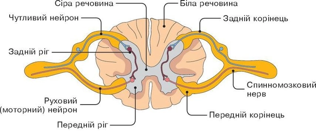 Поперечний переріз спинного мозку