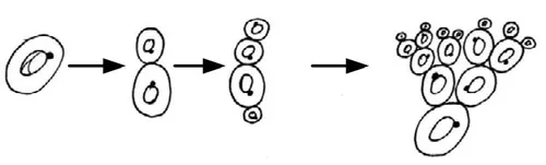 Брунькування дріжджів