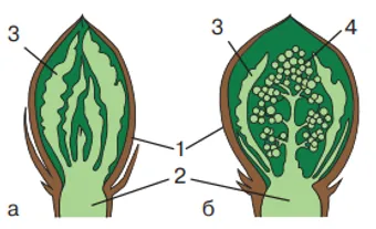 Будова бруньки