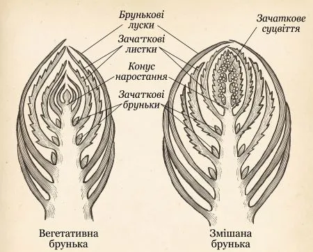 Рис. 3. Будова бруньок