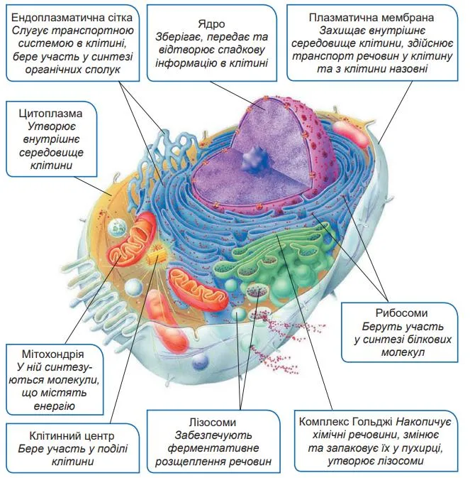 Будова клітини людини