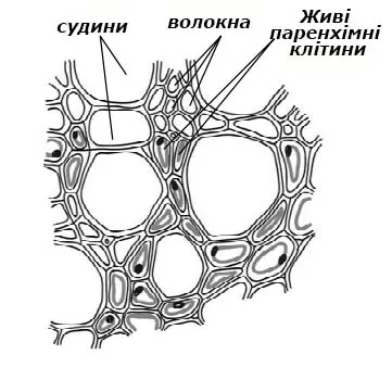 Будова ксилеми
