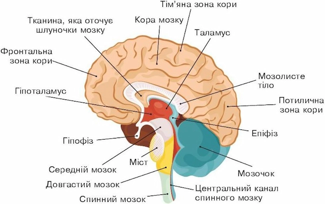Будова мозку