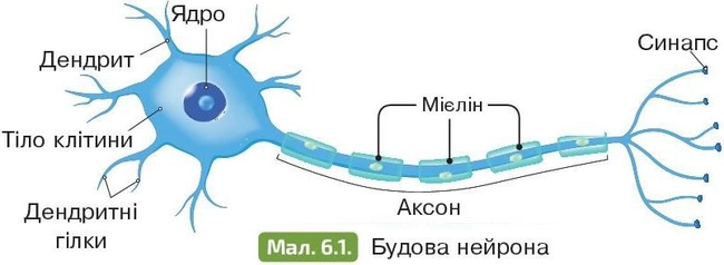 Будова нейрона