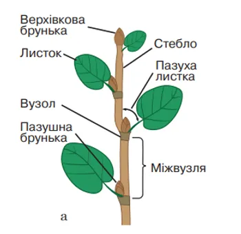 Будова пагона