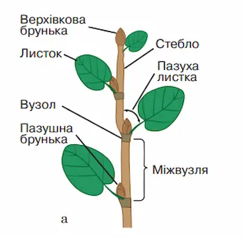 Будова пагона