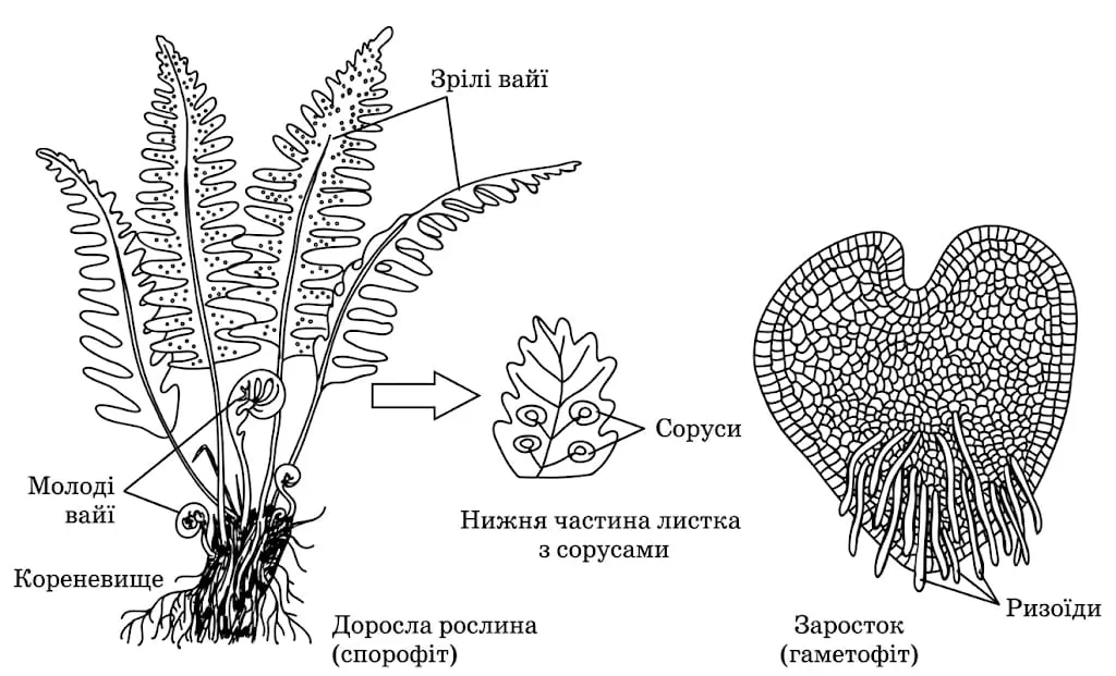 Рис. 1. Будова папороті