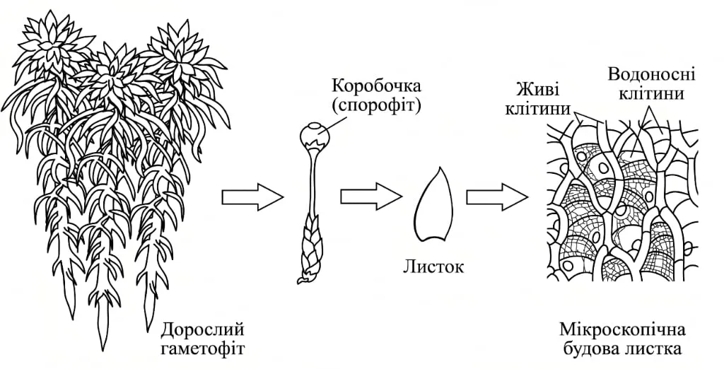 Рис. 2. Будова сфагнуму