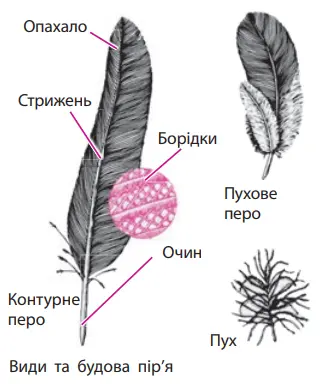 Види і будова пір'я