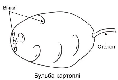 Будова бульби картоплі