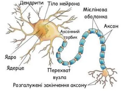 Малюнок клітин епітелію щоки