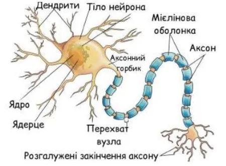 Позначте та підпишіть складові нервової клітини