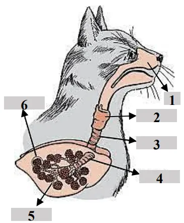 Дихальна система кішки