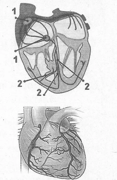  Розшифруйте позначення складових автоматії серця
