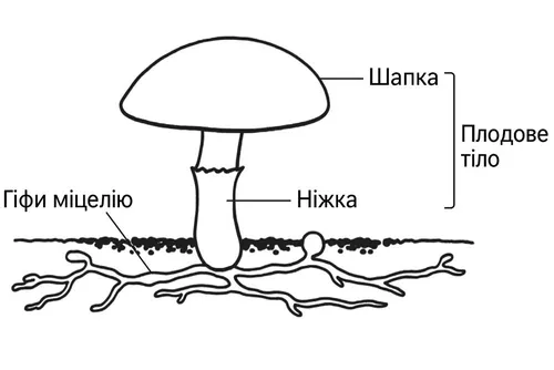 Будова шапинкового гриба