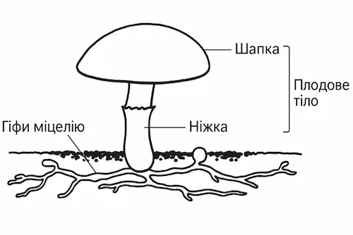 Будова шапинкового гриба