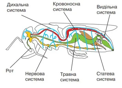Внутрішня будова Хруща