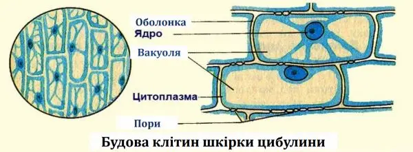 Будова клітин шкірочки цибулини