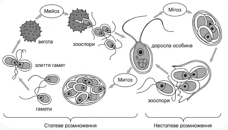 Рис. 2. Життєвий цикл хламідомонади
